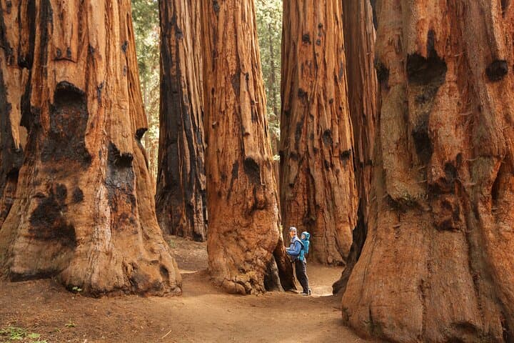 Sequoia Treasures: Full-Day Small-Group Tour from Three Rivers to General Sherman