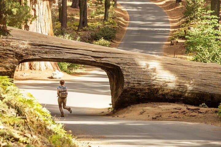Sequoia Treasures: Full-Day Small-Group Tour from Three Rivers to General Sherman photo 2