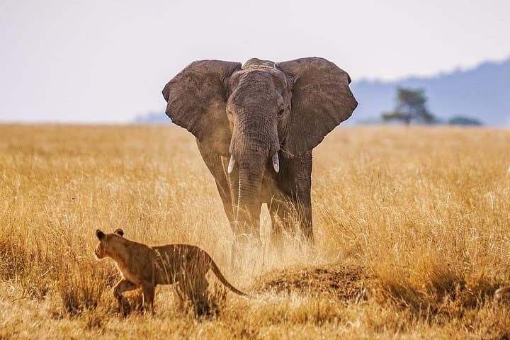 7-Day Private Kenya Safari: Maasai Mara, Amboseli & Tsavo Wildlife Circuit photo 2