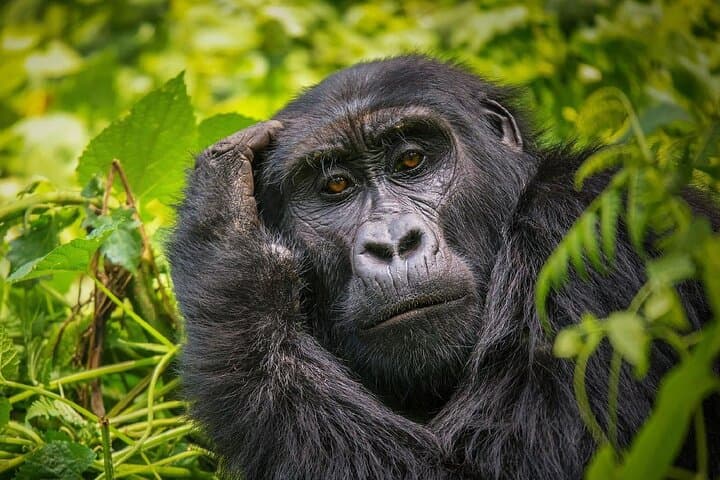 7-Day Private Uganda Safari: Murchison, Queen Elizabeth, Kibale & Mgahinga