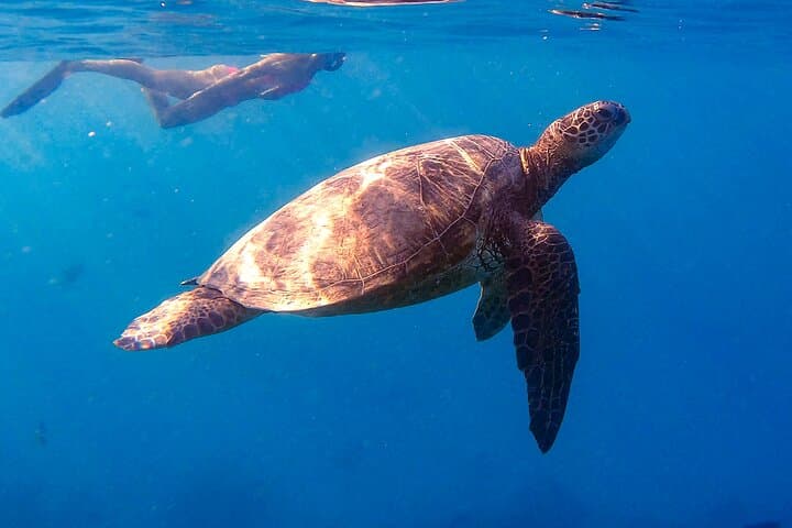 Private Turtle Snorkel & Cruise Waikiki — Turtle Canyon Private Boat Tour