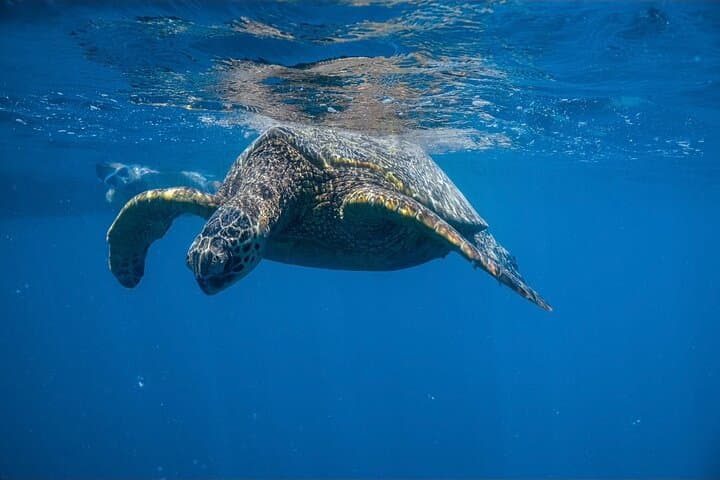 Waikiki Turtle Canyon Snorkel — Turtles Guaranteed photo 4