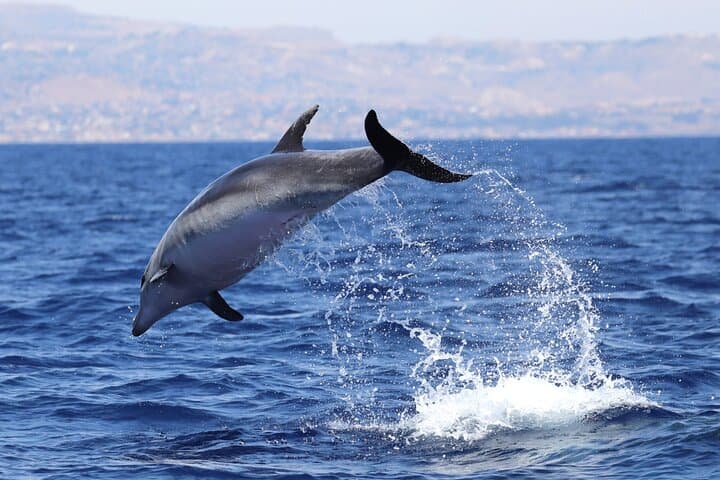 Dolphin Watching in Porto Empedocle: 4-Hour Research Cruise with Biologists photo 4