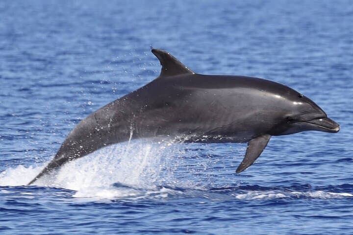Dolphin Watching in Porto Empedocle: 4-Hour Research Cruise with Biologists photo 5