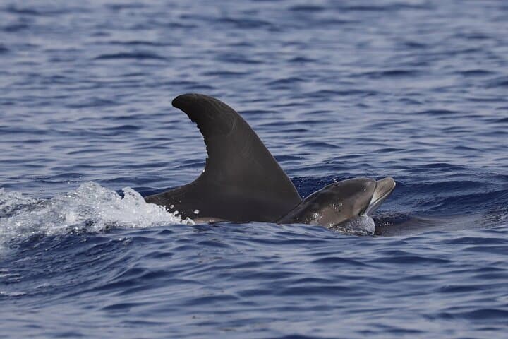Dolphin Watching in Porto Empedocle: 4-Hour Research Cruise with Biologists photo 6