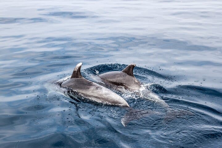 Benalmadena Dolphin Watching Boat Trip — Costa del Sol Wildlife Cruise