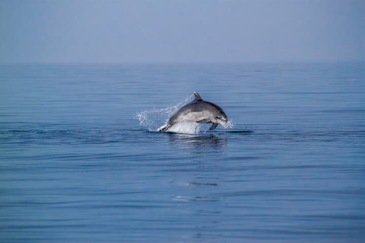Benalmadena Dolphin Watching Boat Trip — Costa del Sol Wildlife Cruise photo 3