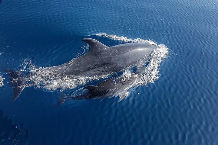 Benalmadena Dolphin Watching Boat Trip — Costa del Sol Wildlife Cruise photo 4
