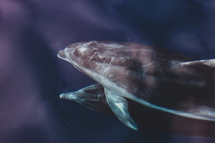 Benalmadena Dolphin Watching Boat Trip — Costa del Sol Wildlife Cruise photo 2