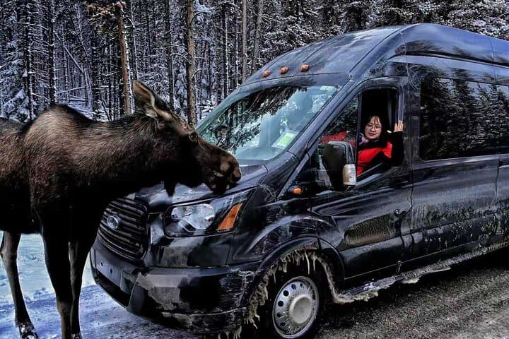 Canmore to Moraine Lake & Lake Louise: Shuttle Sightseeing Guide photo 3