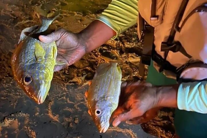 Sunset Kayak Fishing in Aruba: Solo Kayak Angling & Evening Marine Tour photo 6