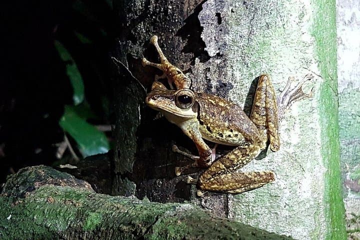 Night Frog Walk in Kubah National Park: Twilight Rainforest Frog Safari photo 4