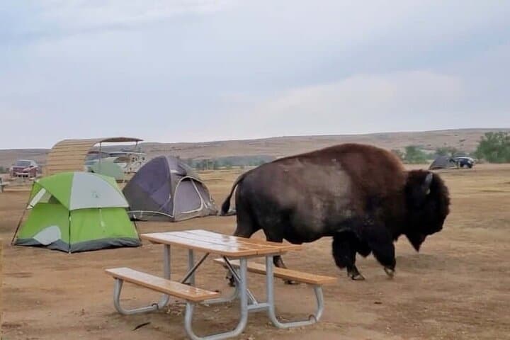 Private Jeep Badlands Backcountry Tour — Sage Creek & Sheep Mountain Table photo 3