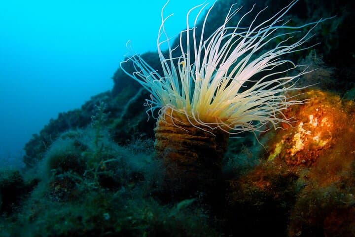 Private Discovery Dive from Pod Beli Beach — Introductory Scuba on Cres Island photo 4