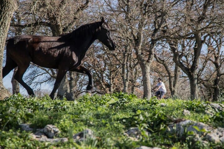 E‑Bike the Itria Valley: Martina Franca Farm Tour & Cheese Tasting