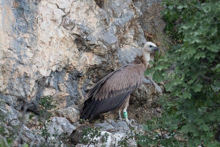 Griffon Vultures Boat Safari from Beli — Birdwatching Cruise on Cres photo 3
