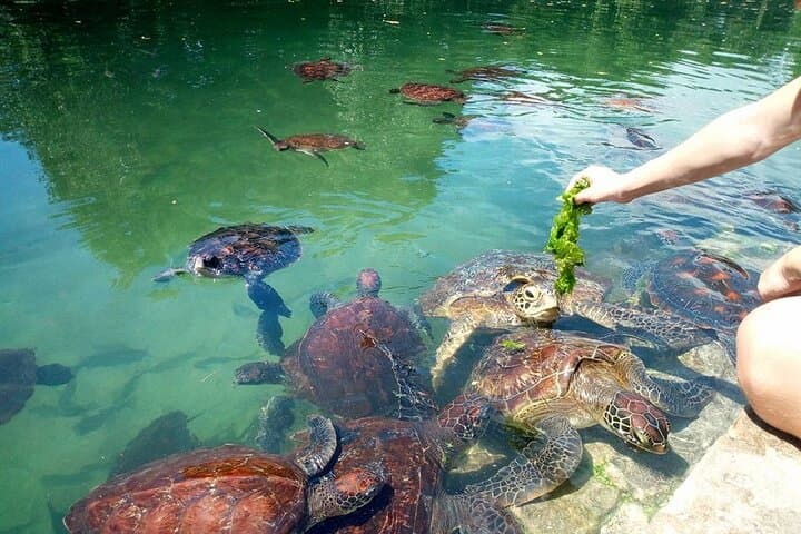 Mnemba Atoll Snorkel & Private Zanzibar Dhow Day with Dolphins and Sunset Beach photo 6