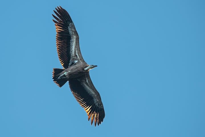 Griffon Vultures Boat Safari from Beli — Birdwatching Cruise on Cres photo 1