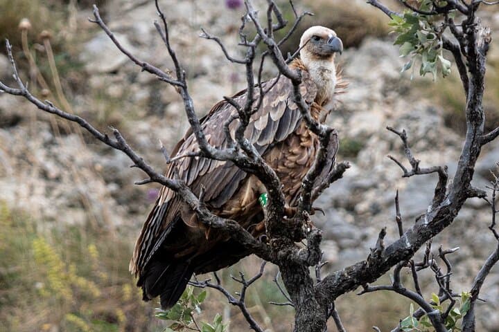 Griffon Vultures Boat Safari from Beli — Birdwatching Cruise on Cres photo 4