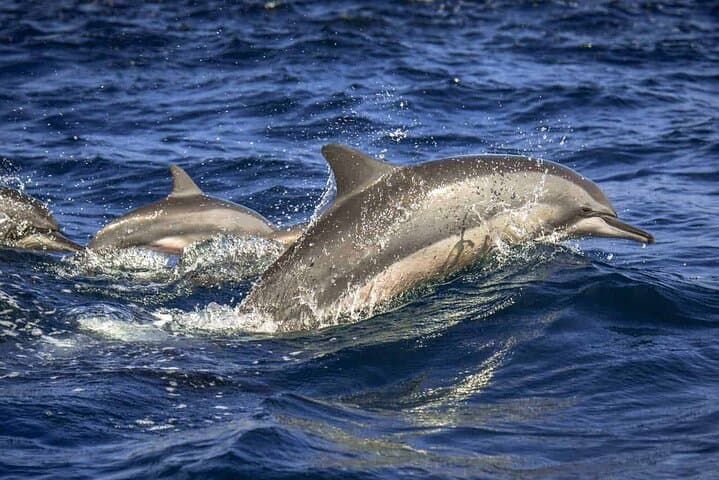 Dolphin Watching in Trincomalee: Spinner & Bottlenose Dolphin Cruise photo 3