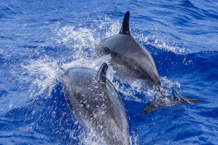 Dolphin Watching in Trincomalee: Spinner & Bottlenose Dolphin Cruise photo 4