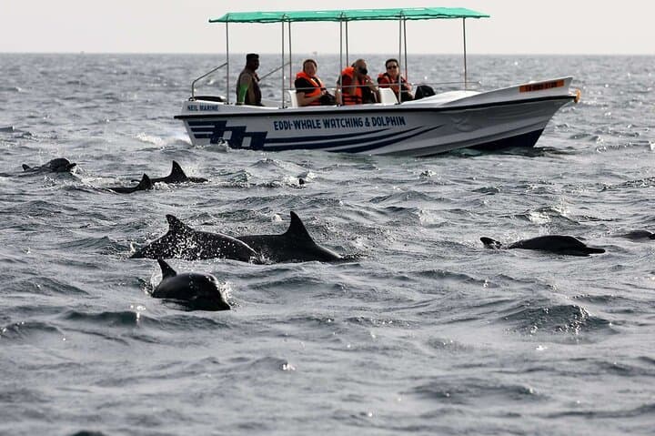 Dolphin Watching in Trincomalee: Spinner & Bottlenose Dolphin Cruise photo 5