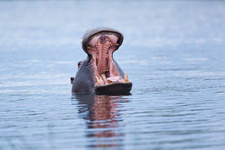 Zambezi Sunset Cruise: Victoria Falls Evening Wildlife, Drinks & Views photo 4
