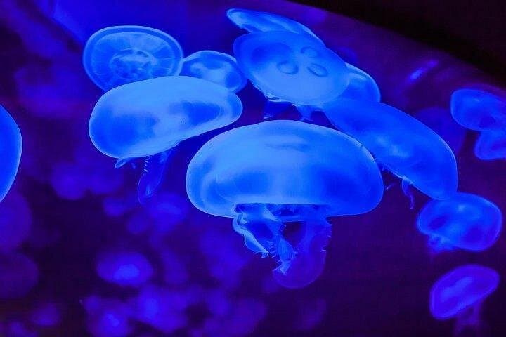 Shark Reef at Mandalay Bay: Las Vegas Aquarium Tickets, Tips & Visitor Guide photo 5