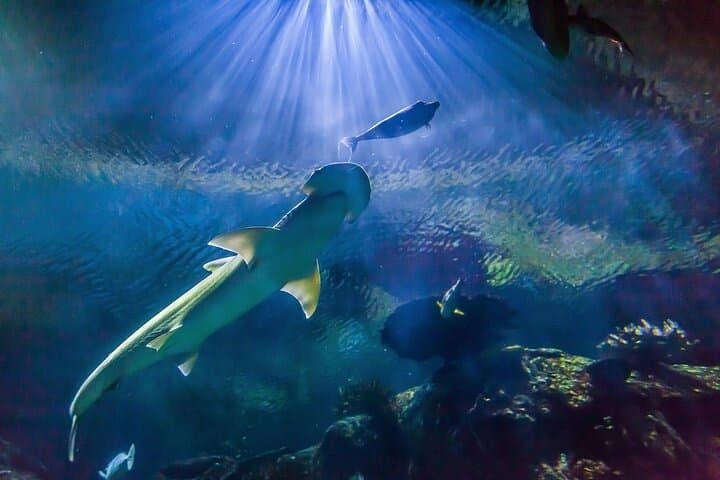 Shark Reef at Mandalay Bay: Las Vegas Aquarium Tickets, Tips & Visitor Guide photo 2