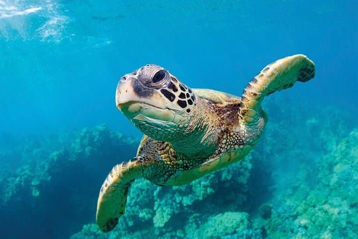 Shark Reef at Mandalay Bay: Las Vegas Aquarium Tickets, Tips & Visitor Guide photo 3