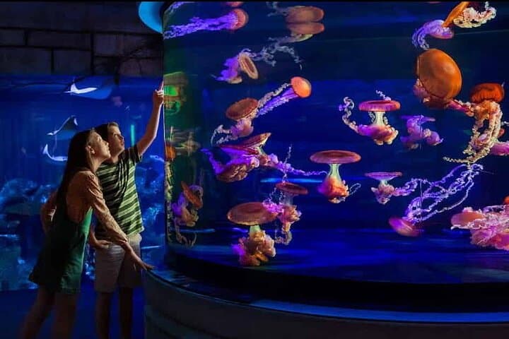 Shark Reef at Mandalay Bay: Las Vegas Aquarium Tickets, Tips & Visitor Guide photo 6