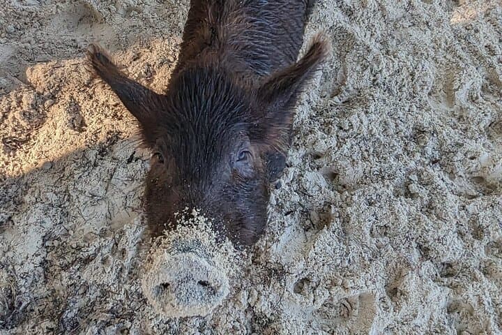 Pink Sands & Swimming Pigs: Eleuthera and Harbour Island Day Tour photo 4
