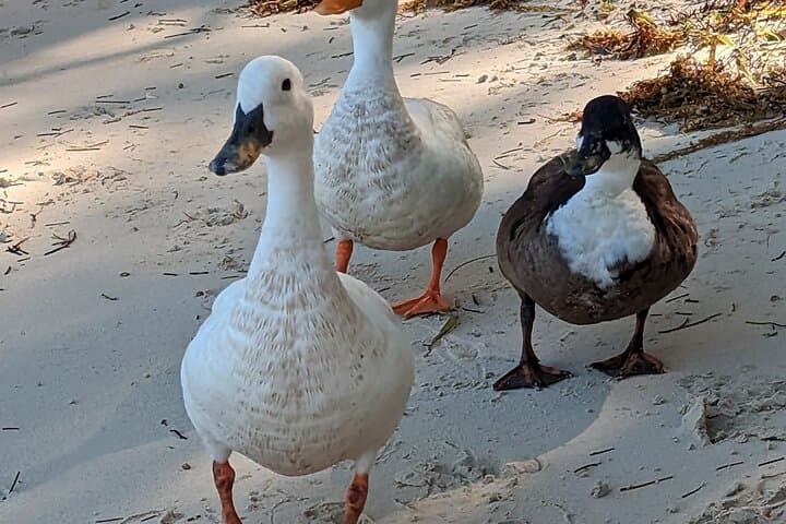 Pink Sands & Swimming Pigs: Eleuthera and Harbour Island Day Tour photo 5