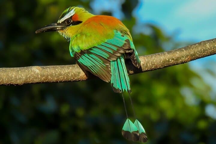 Carara National Park Birdwatching: Morning Tour to See Scarlet Macaws and Toucans