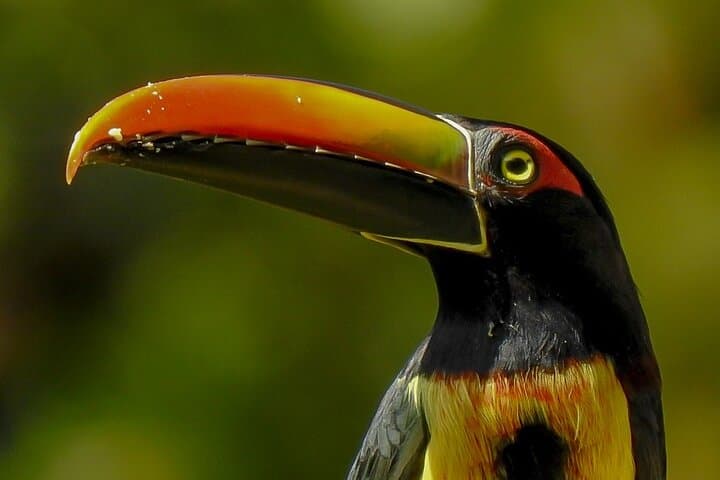 Carara National Park Birdwatching: Morning Tour to See Scarlet Macaws and Toucans photo 2
