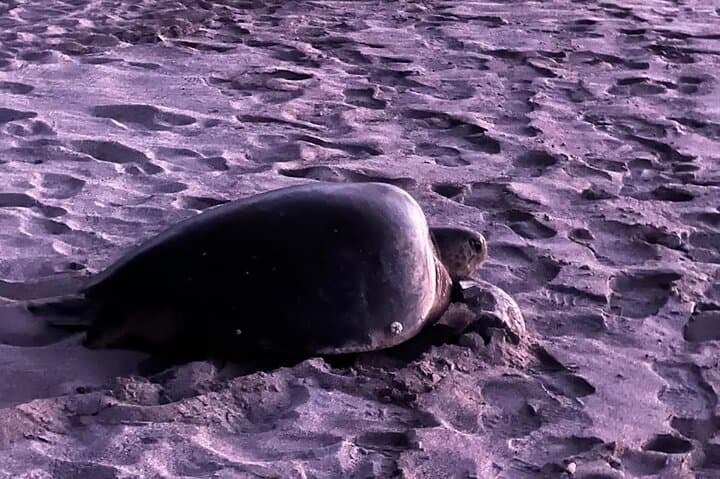 Playa Grande Turtle Nesting Tour — Night Beach Walks in Cabo Velas, Costa Rica photo 4
