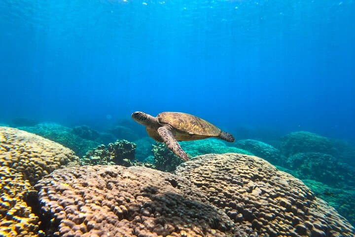 Daymaniyat Islands Snorkeling: Half-Day Marine Reserve Trip from Muscat photo 2