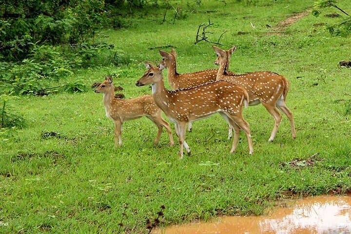 Early-Morning Minneriya Jeep Safari from Sigiriya: Giant Herds & Reservoir Views photo 2