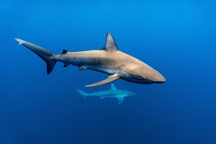 Cage-Free Shark Snorkel on Oahu's North Shore — Open-Ocean Encounters photo 5
