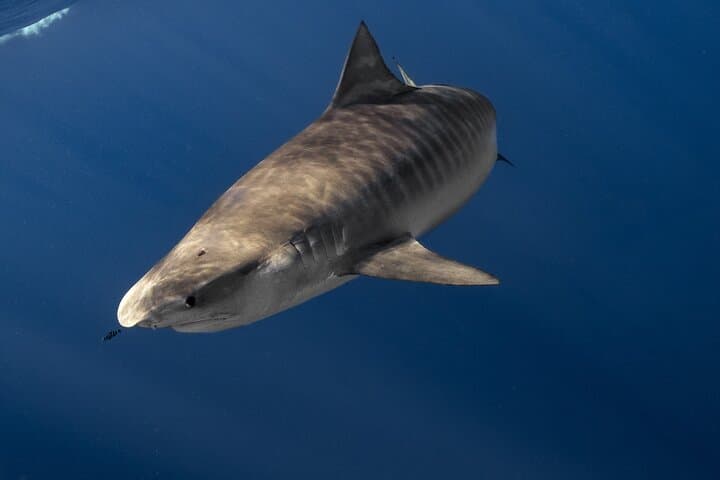 Cage-Free Shark Snorkel on Oahu's North Shore — Open-Ocean Encounters photo 4