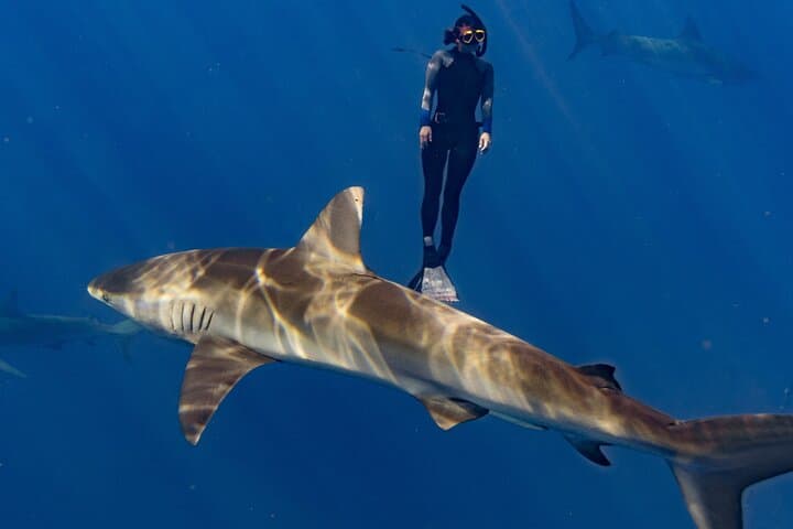 Cage-Free Shark Snorkel on Oahu's North Shore — Open-Ocean Encounters photo 6