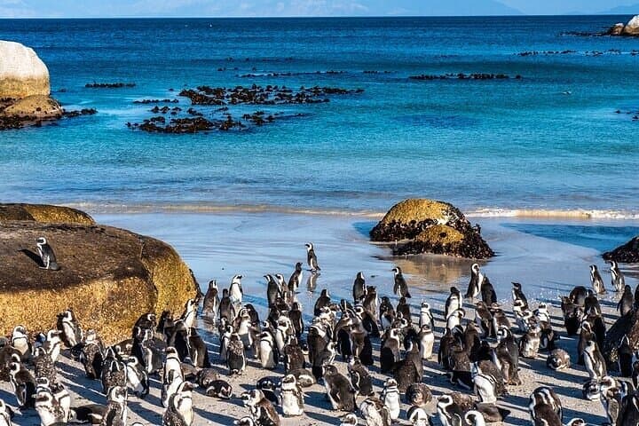 Cape Peninsula Day Tour: Table Mountain, Cape Point & Boulders Beach Penguins photo 2