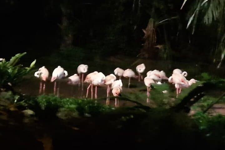 Singapore Night Safari Tram Ride — After-Dark Wildlife Experience photo 3