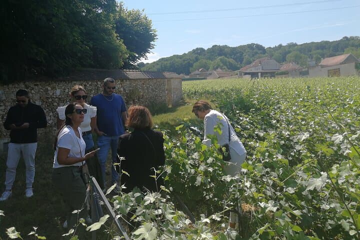 Full-Day Private Champagne Tasting in Reims and the Vineyards from Paris photo 6