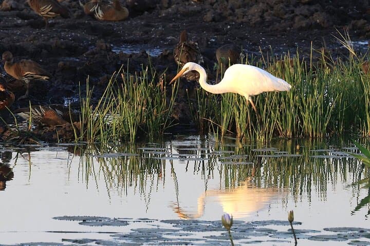 Fogg Dam Wetlands & Humpty Doo Wildlife Tour from Darwin