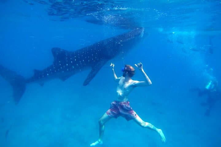 Oslob Whale Shark & Moalboal Sardines and Turtle Day Trip from Cebu photo 3