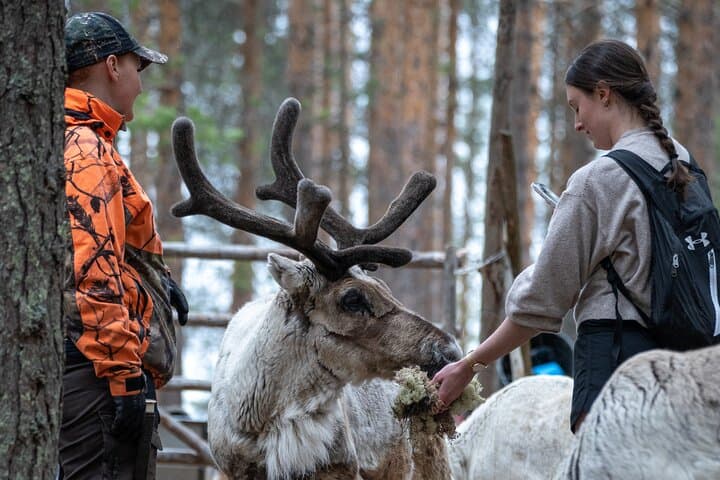 Wilderness Sauna and Reindeer Farm Experience Near Rovaniemi photo 2