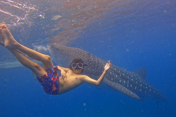 Oslob Whale Shark & Moalboal Sardines and Turtle Day Trip from Cebu