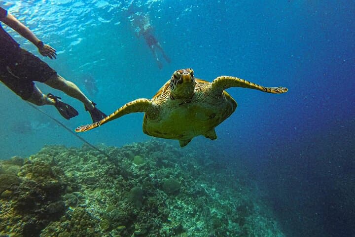 Oslob Whale Shark & Moalboal Sardines and Turtle Day Trip from Cebu photo 4