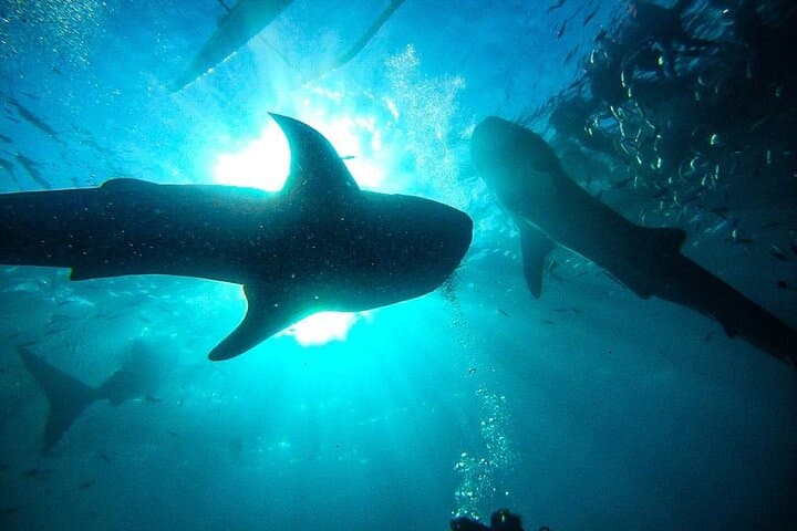 Oslob Whale Shark & Moalboal Sardines and Turtle Day Trip from Cebu photo 2